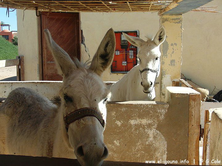 Yalla Horse Stables 3005